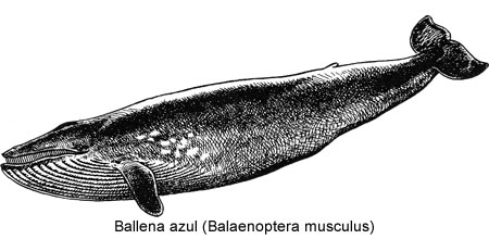 ballena azul (Balaenoptera musculus)